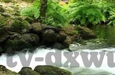 成人视频免费在线播放-成人视频免费在线播放，了解其背后的真相与风险